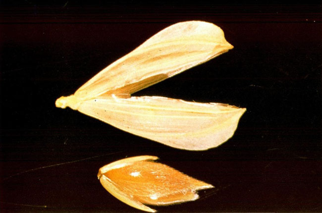 Phalaris Canariensis seed with glume and floret
